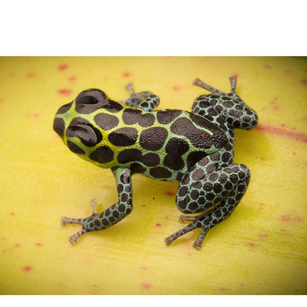 Dendrobates auratus 'costa rica'