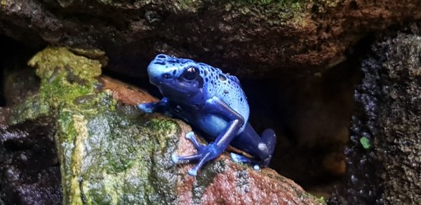 Dendrobates auratus 'panama'