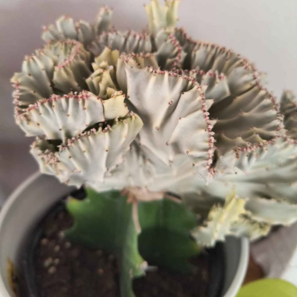 Mermaid Tail Cactus (Crested Euphorbia lactea)