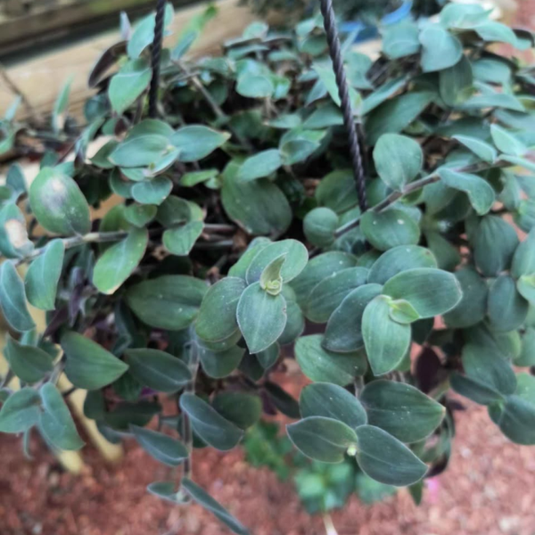 Baby Bunnie Bellies Tradescantia