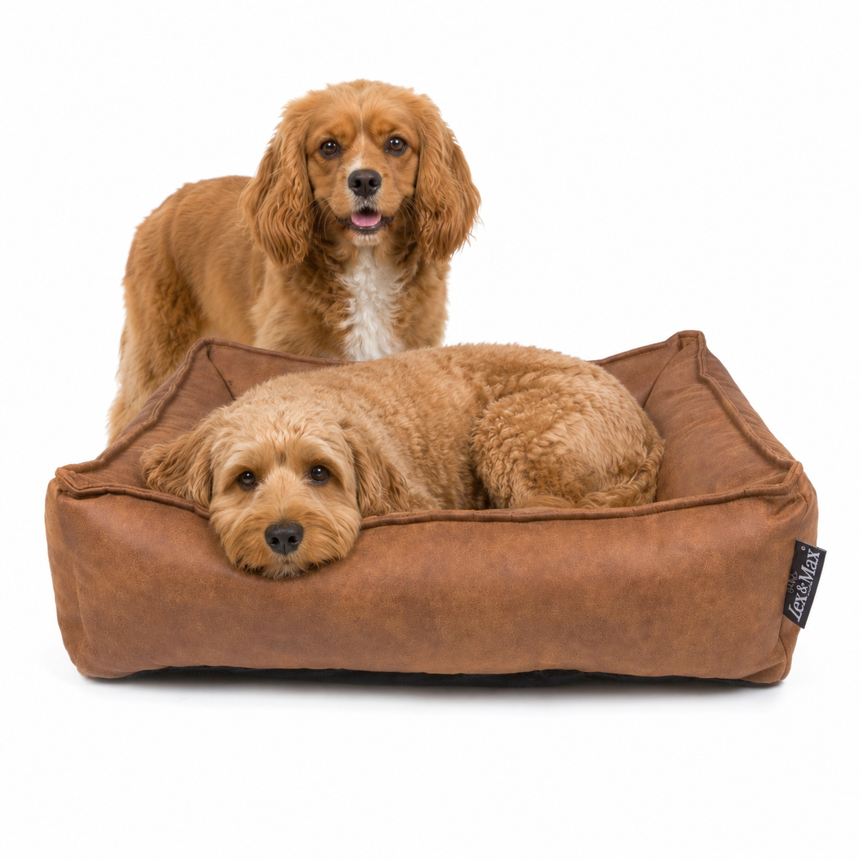 Cognac hondenmand met twee kleine honden, waarvan één hond ontspannen in de mand ligt en één hond erachter staat.