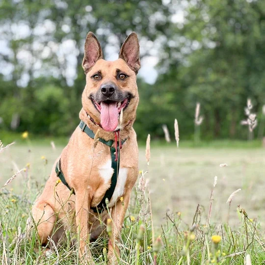 Hond draagt handgemaakt leren Y-tuig van plantaardig gelooid Italiaans leer tijdens een wandeling in de natuur.