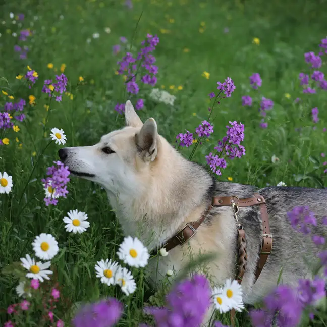 Hoe kies je het juiste tuigje voor je hond? Ontdek waar je op moet letten bij pasvorm, comfort, veiligheid en bewegingsvrijheid.