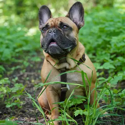 Hoe kies je de juiste halsband voor je hond of kat? Ontdek waar je op moet letten bij maat, materiaal, comfort en veiligheid.