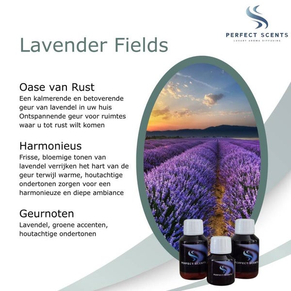 Lavender Fields