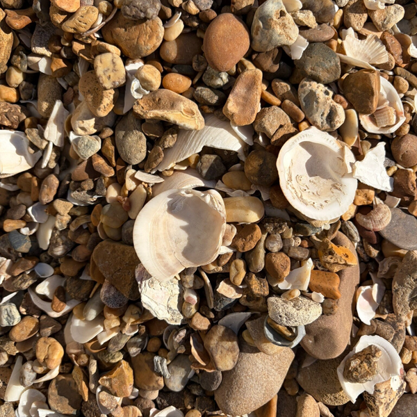 Galet de MER & COQUILLAGES 5/50