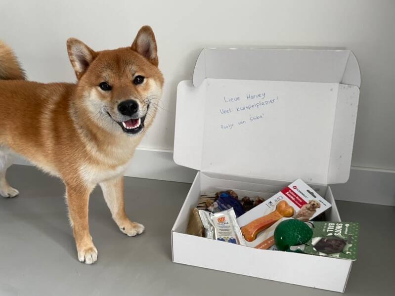 Harvey @harvey.theshiba