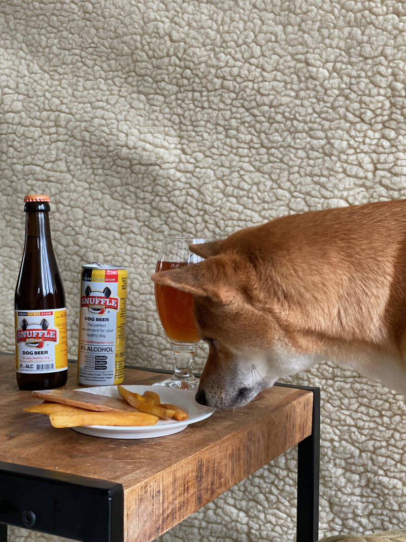 Shiba geniet van haar hondenbier en hondenfriet