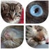 CatsandHome