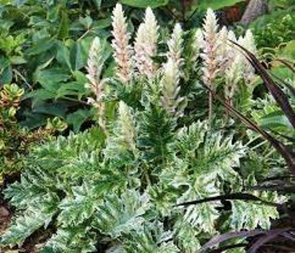 Berenklauw (ACANTHUS SPINOSUS)