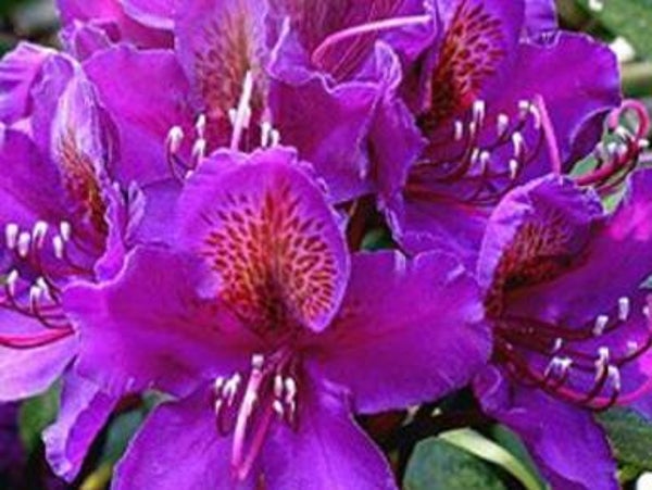 Rododendron 'Marcel Menard'