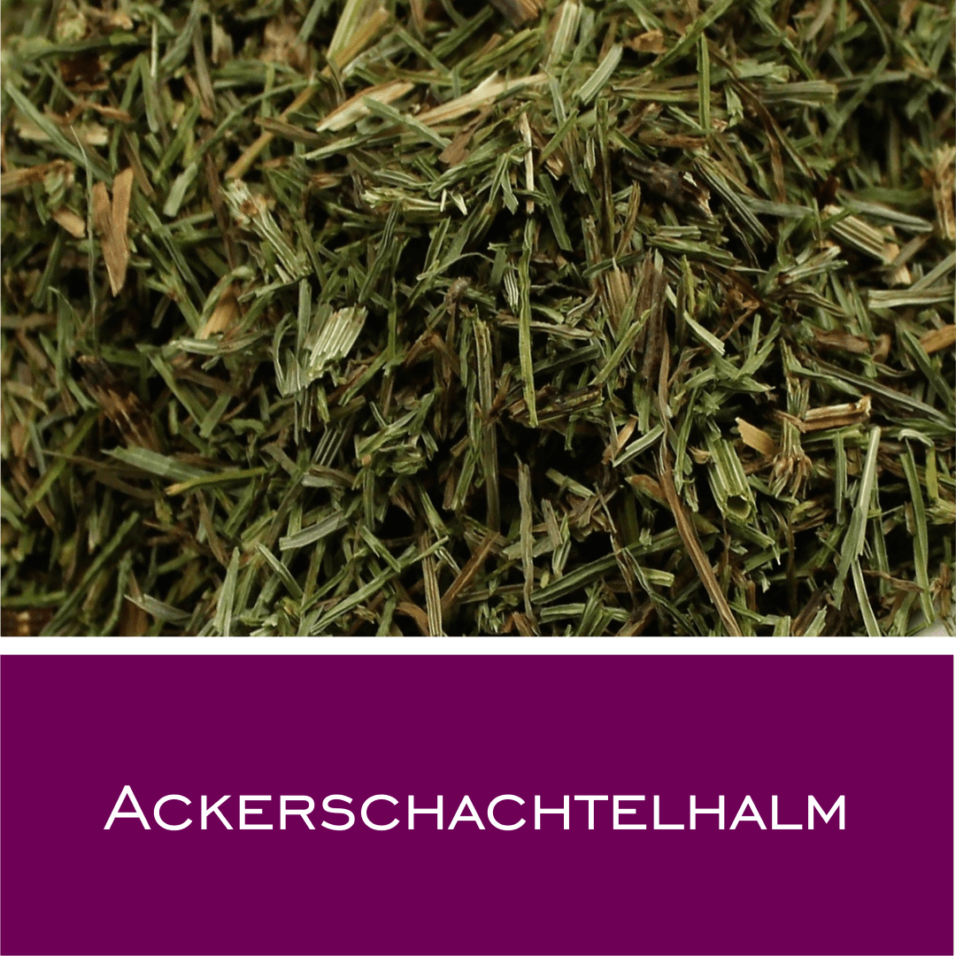 Ackerschachtelhalm (Zinnkraut)