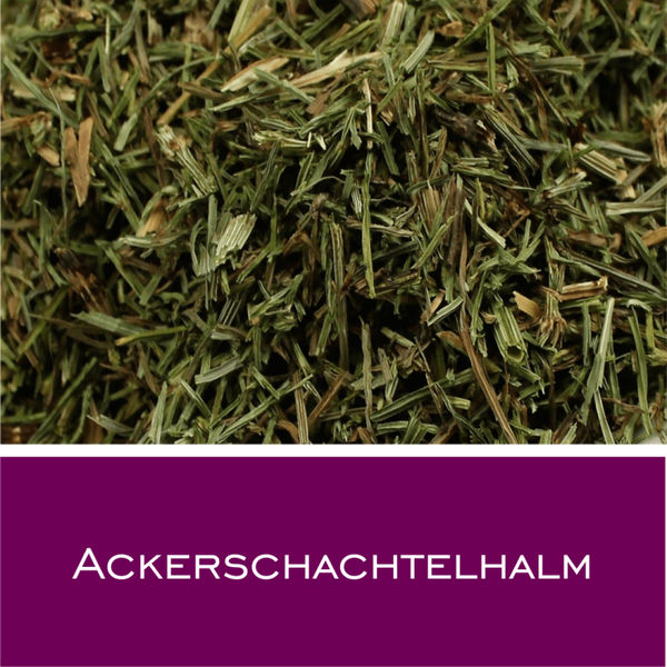 Ackerschachtelhalm (Zinnkraut)