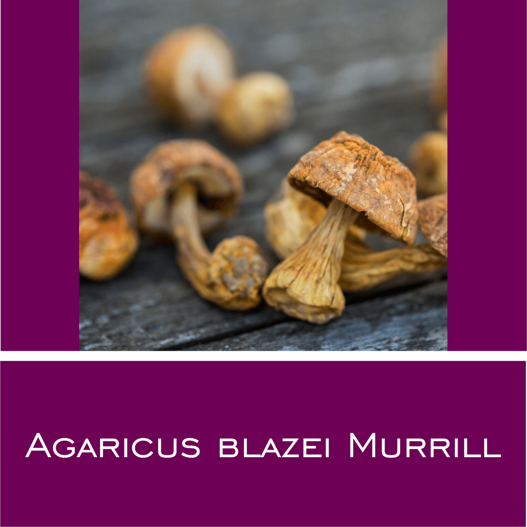 Agaricus blazei Murrill Vitalpilz-Pulver