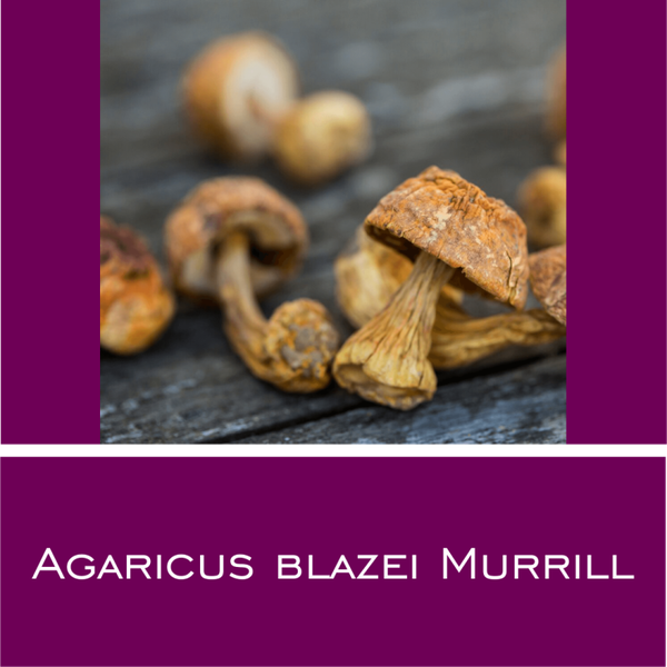 Agaricus blazei Murrill Vitalpilz-Pulver
