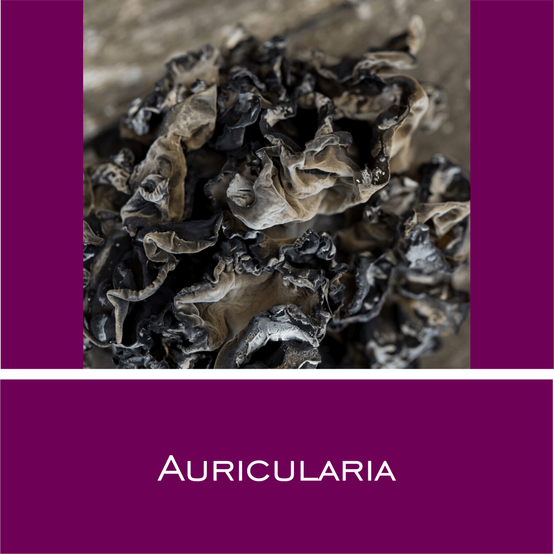 Auricularia - Vitalpilz-Pulver