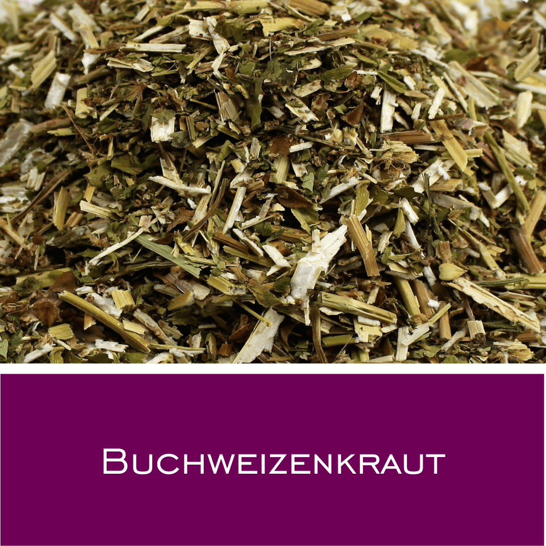 Buchweizenkraut