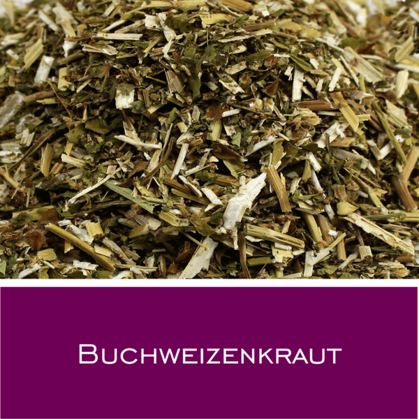 Buchweizenkraut
