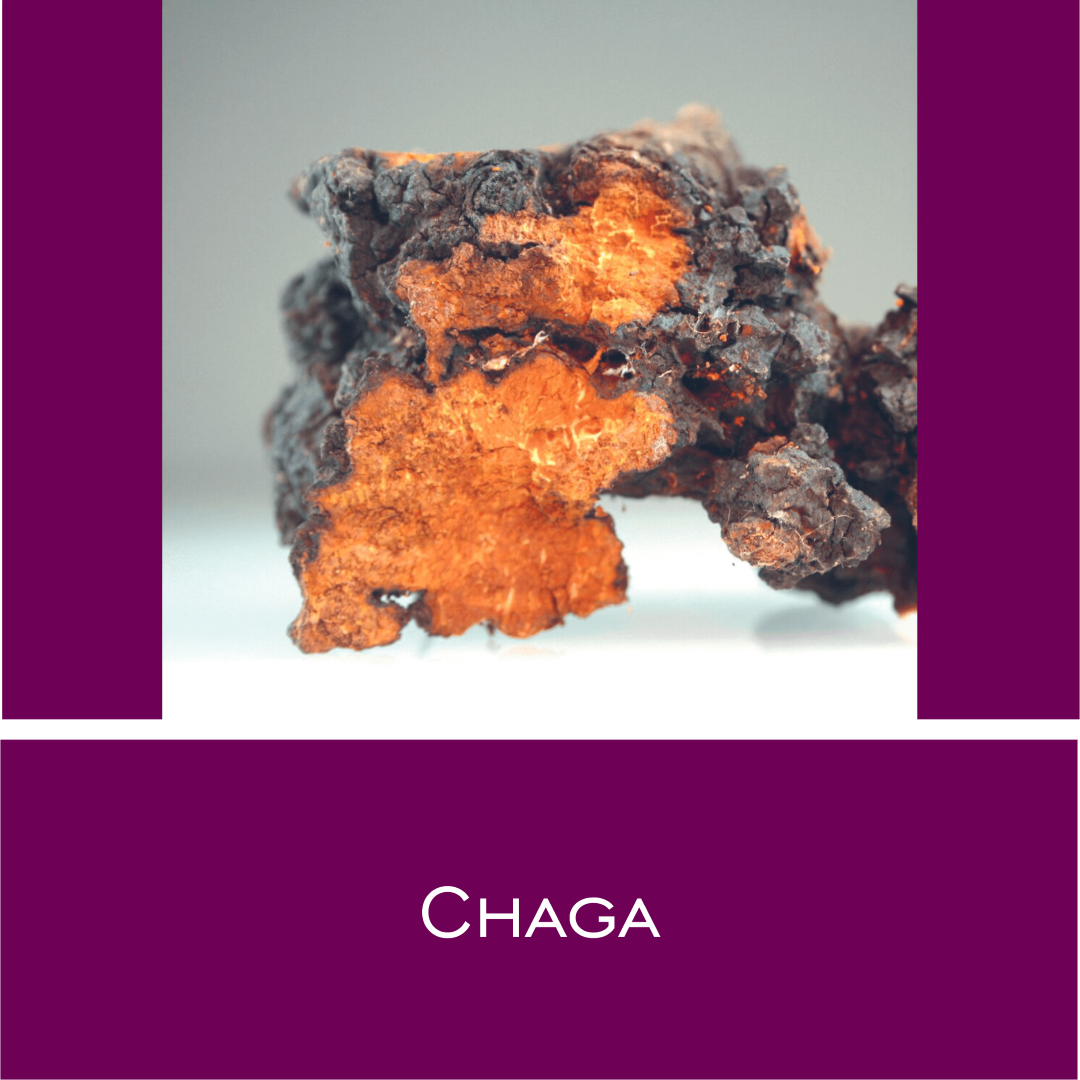 Chaga - Vitalpilz-Pulver