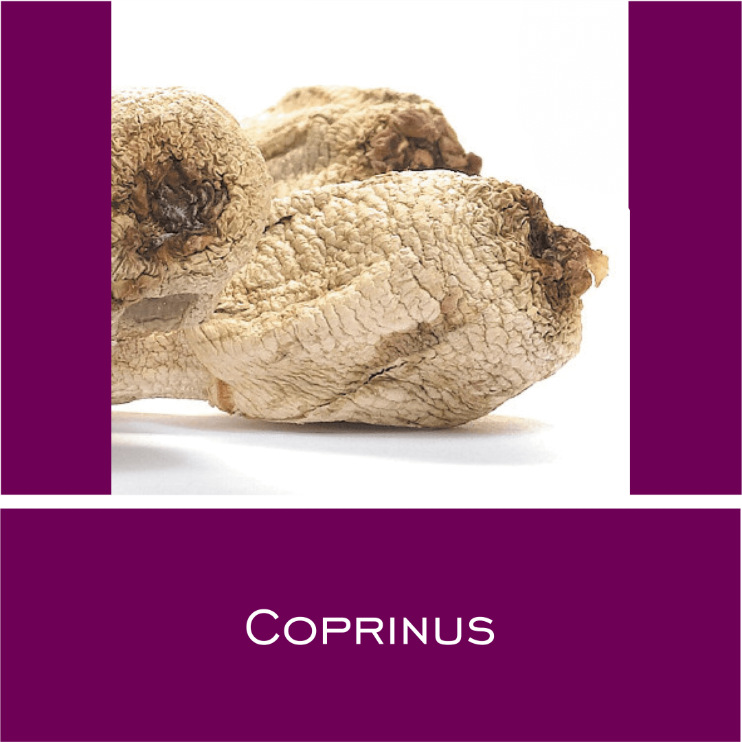 Coprinus - Vitalpilz-Pulver