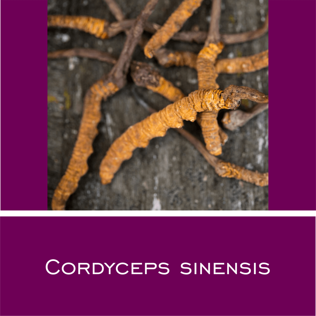 Cordyceps CS-4 - Vitalpilz-Pulver