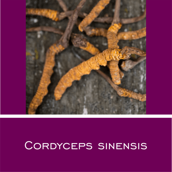 Cordyceps CS-4 - Vitalpilz-Pulver