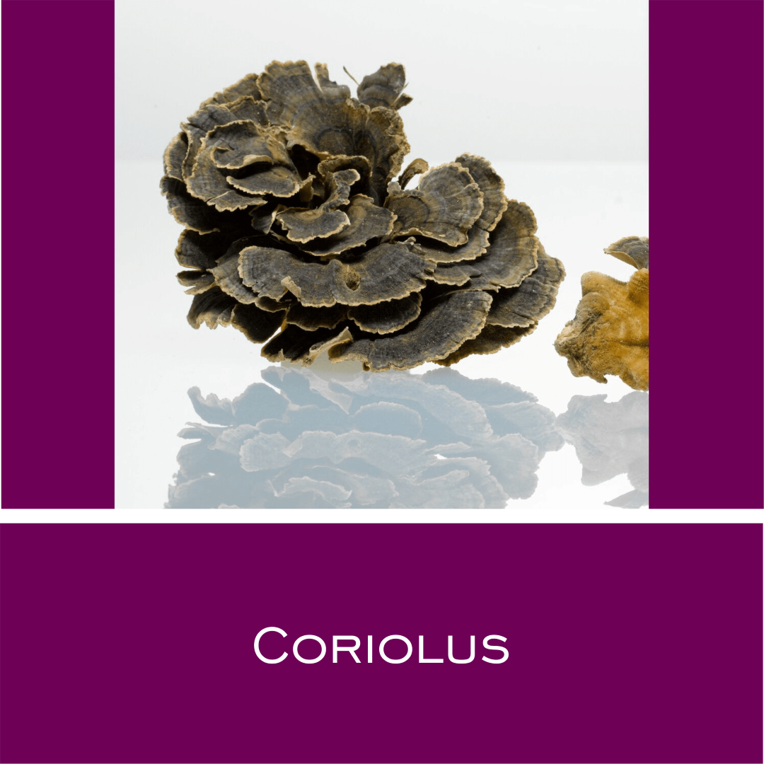 Coriolus - Vitalpilz-Pulver