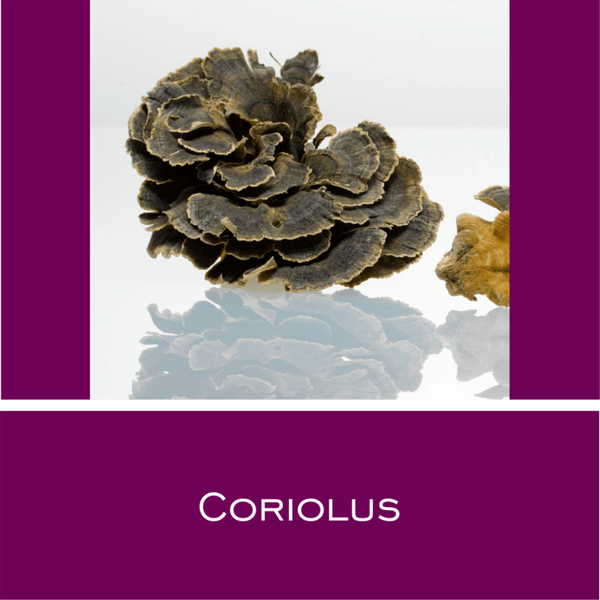Coriolus - Vitalpilz-Pulver
