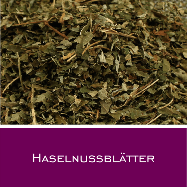 Haselnussblätter