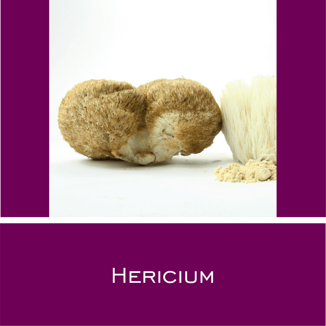 Hericium - Vitalpilz-Pulver