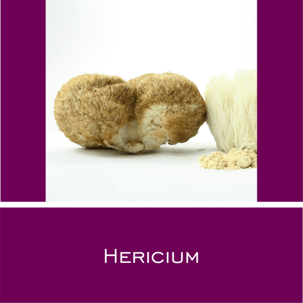Hericium - Vitalpilz-Pulver