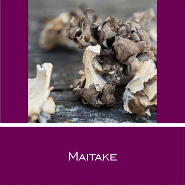 Maitake - Vitalpilz-Pulver