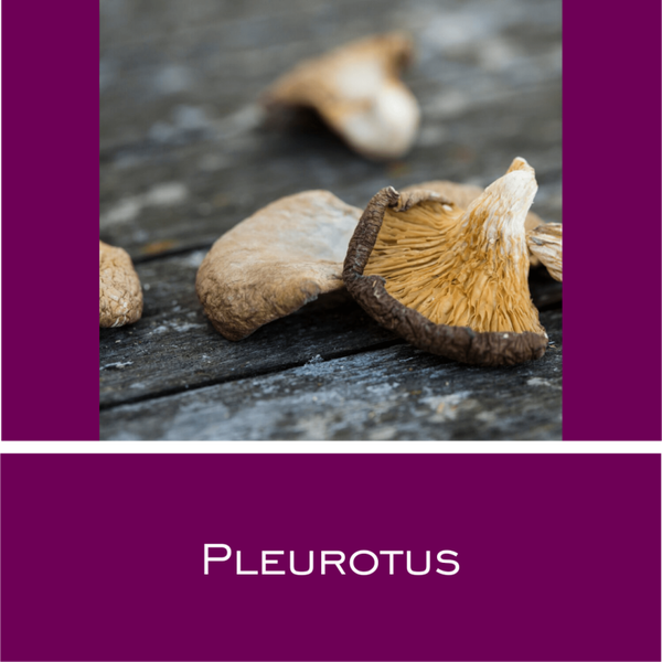 Pleurotus Vitalpilz-Pulver