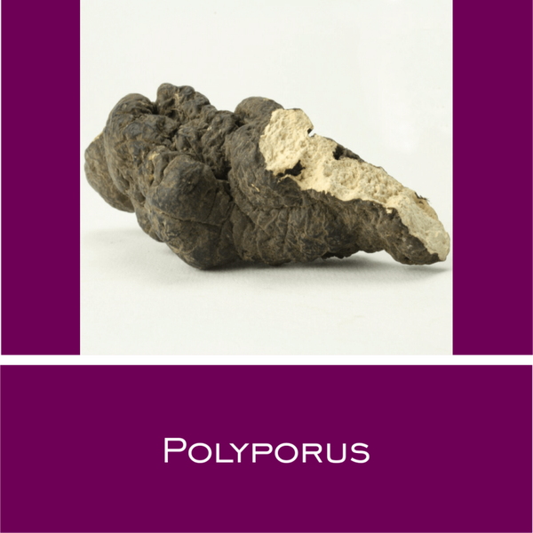 Polyporus - Vitalpilz-Pulver