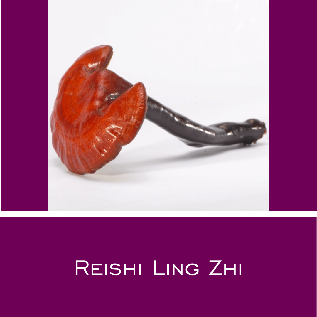 Reishi Ling Zhi - Vitalpilz-Pulver