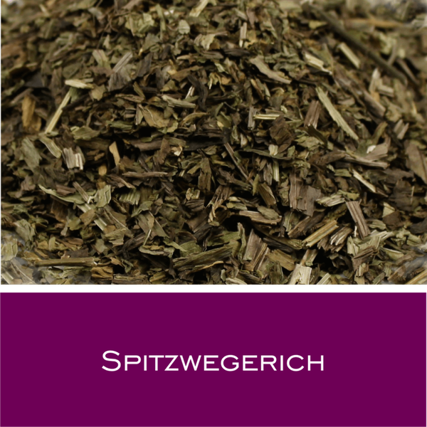 Spitzwegerich