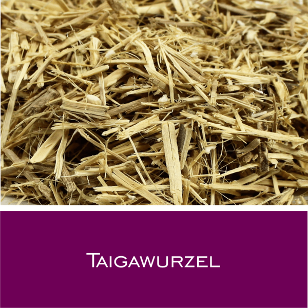 Taigawurzel