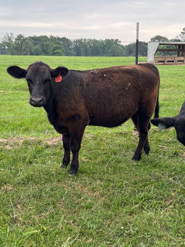 Heifer