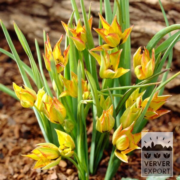12756, botanisk tulipan spesiell, orphanidea "Flava", antall i pakken 10stk