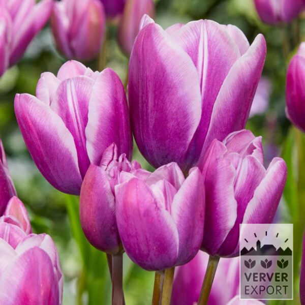 12799, flerblomstrende tulipan, "Purple elegance", 10 stk i pakken