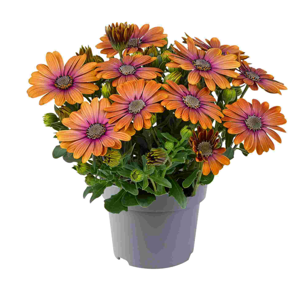 405466 Osteospermum (Spansk Margaritt) Dalina Pink Eyed Beauty  2 i pakke