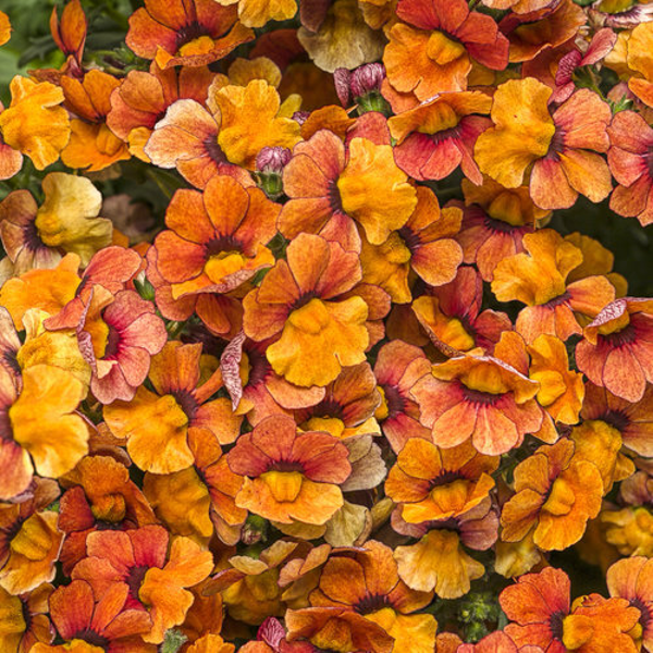 429059 Nemesia Sunsatia Plus Blood Orange  2 i pakke