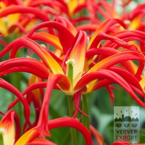 12880 Tulipan, Liljeblomstret 'Go Go Red' 5 stk