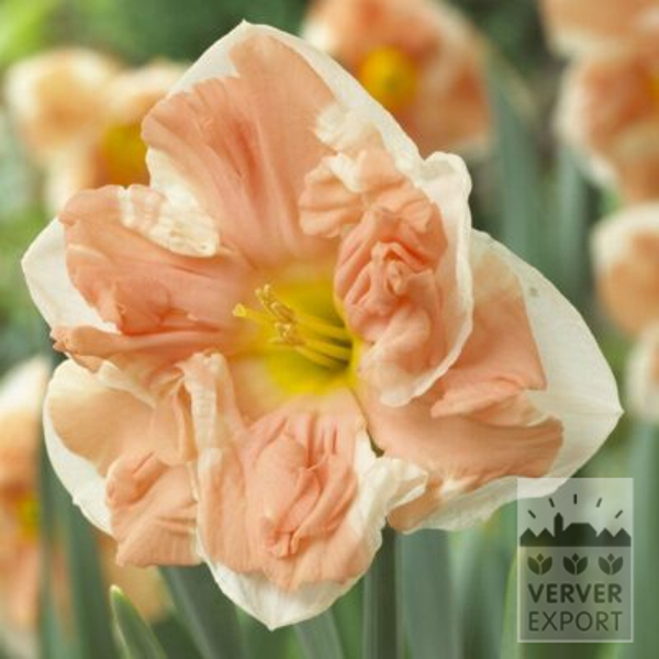 15099, Påskeliljer, Decasplit 'Apricot Whirl', 10 pr pakke