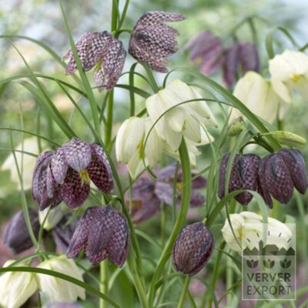 16054, Fritillaria, Fritillaria meleagris, 20 pr pakke
