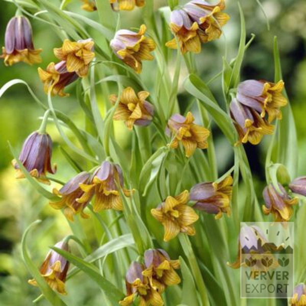 16137, Fritillaria, Fritillaria uva-vulpis, 20 pr pakke