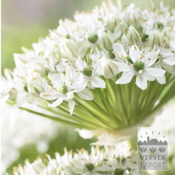 16023, Allium, Allium nigrum, 20 pr pakke
