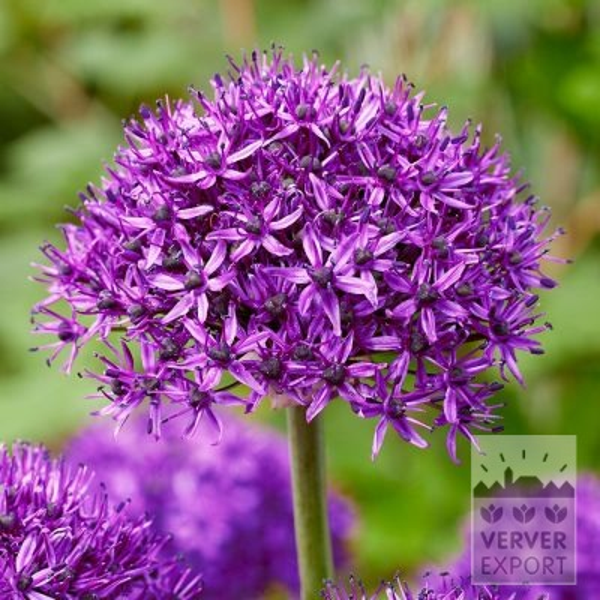 16240, Allium, Allium 'Chicago', 10 pr pakke