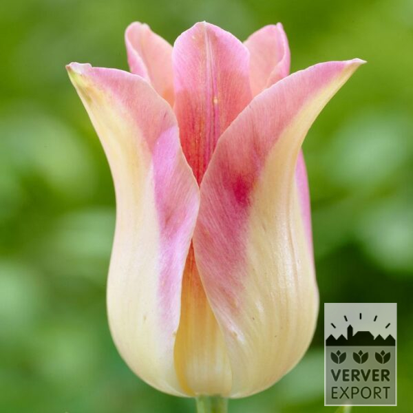 12187, Tulipan, Elegangt Lady, 10 stk.