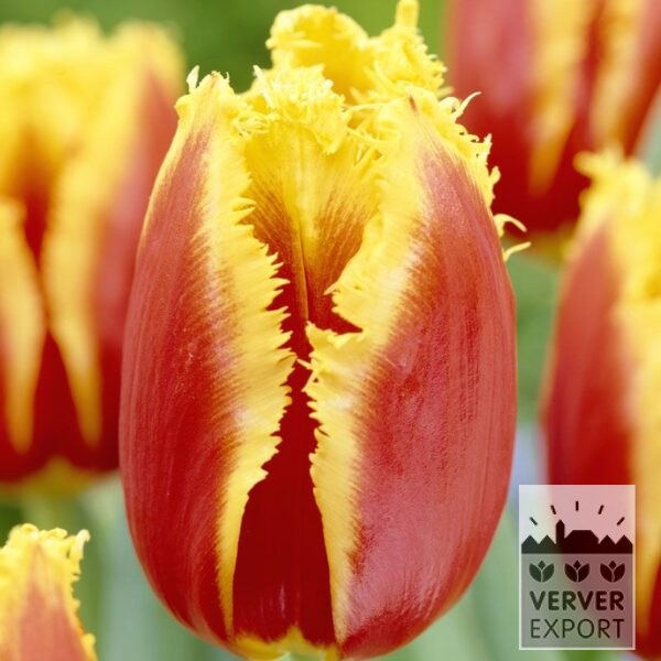 12228, Tulipan, Frynsete 'Davenport', 10 pr pakke
